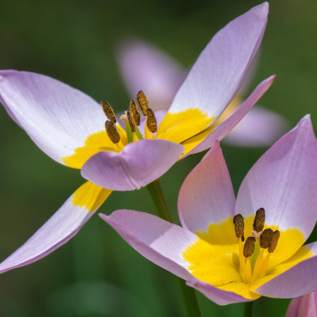 Botanische Tulp Lilac Wonder