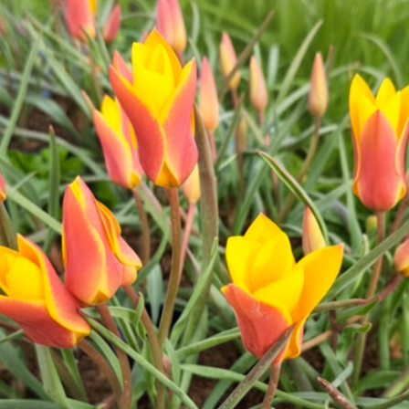 Botanische Tulp Clusiana Chrysantha
