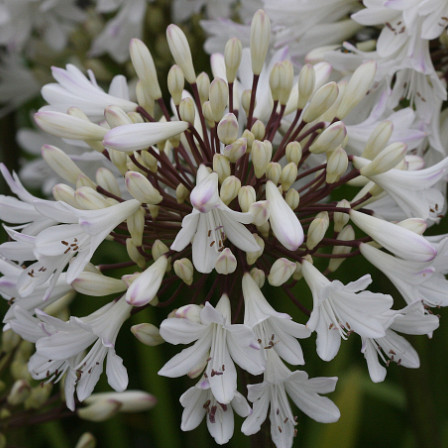 Agapanthus Sparklyn Panthus