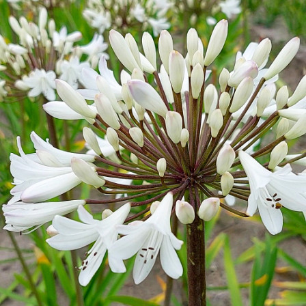 Agapanthus Sparklyn Panthus