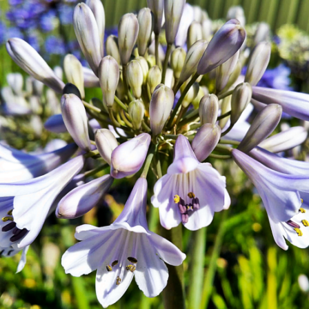 Agapanthus Blue Panthus