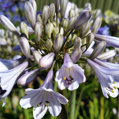 Agapanthus Blue Panthus