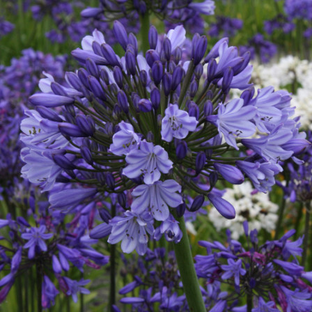 Agapanthus Royalty Panthus