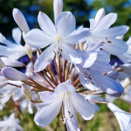 Agapanthus Bright Panthus