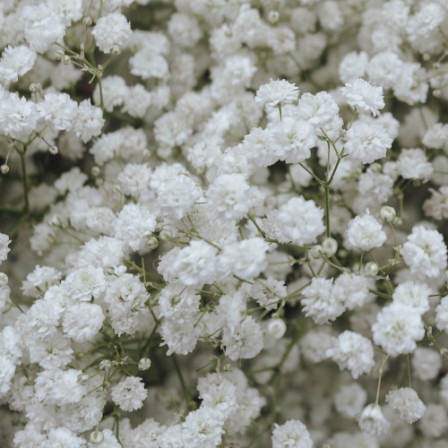 Gypsophila Wit