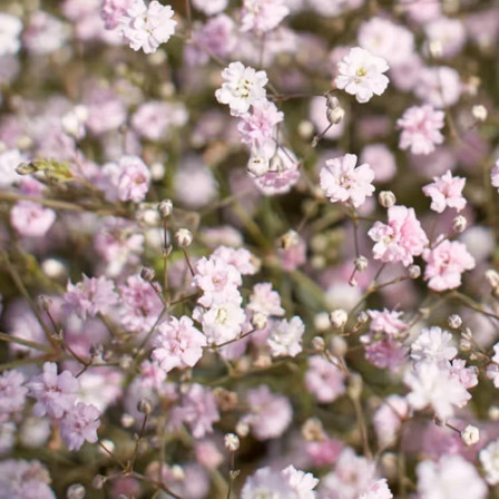 Gypsophila Roze
