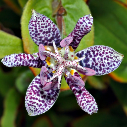 Tricyrtis Hirta