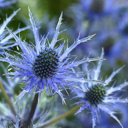 Eryngium 