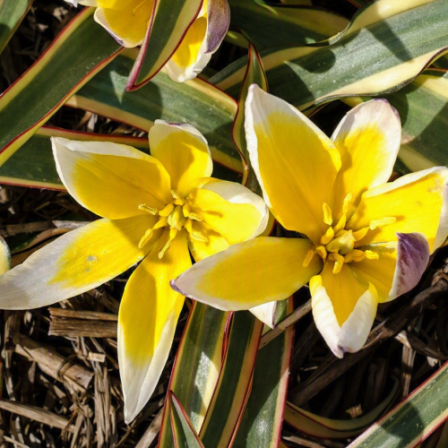 Botanische Tulp Interaction