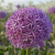 Allium Globemaster 