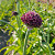 Allium Cherry 