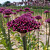 Allium Cherry 