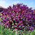 Allium Cherry 
