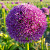 Allium Pinball Wizard
