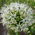 Allium White Giant