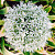 Allium White Giant