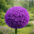 Allium Ambassador 