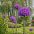 Allium Ambassador 