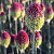 Allium Sphaerocephalon