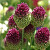 Allium Sphaerocephalon
