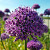 Allium Gladiator