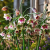 Allium Siculum Bulgaricum