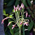 Allium Siculum Bulgaricum