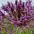 Allium Christophii