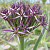 Allium Christophii