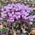Cyclamen Hederifolium 