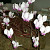 Cyclamen Hederifolium 