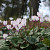 Cyclamen Hederifolium 