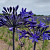 Agapanthus Dark Panthus