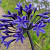 Agapanthus Dark Panthus