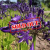 Agapanthus Purple Panthus