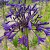 Agapanthus Purple Panthus