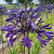 Agapanthus Purple Panthus