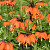 Fritillaria Aurora 