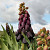 Fritillaria Persica 