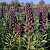 Fritillaria Persica 