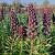 Fritillaria Persica 