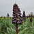 Fritillaria Persica 