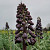 Fritillaria Persica 