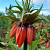 Fritillaria Rubra 