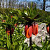 Fritillaria Rubra 