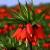 Fritillaria Rubra 