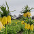 Fritillaria Lutea 