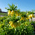 Fritillaria Lutea 