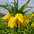 Fritillaria Lutea 