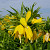 Fritillaria Lutea 